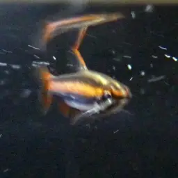 Red Pencilfish, photo 12