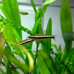 Shining Pencilfish, photo 1