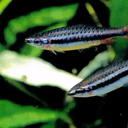 Shining Pencilfish, photo 2