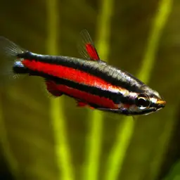 Purple Pencilfish, photo 1