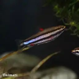 Purple Pencilfish, photo 2