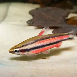 Purple Pencilfish, photo 3