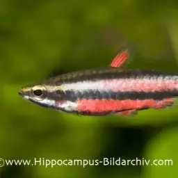 Purple Pencilfish, photo 4