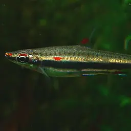 Three Stripe Pencilfish, photo 1