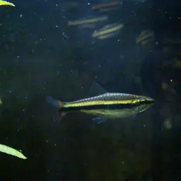 Three Stripe Pencilfish, photo 2
