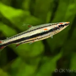 Three Stripe Pencilfish, photo 3