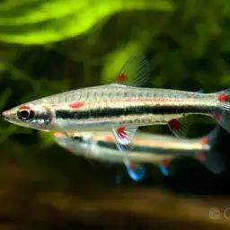 Three Stripe Pencilfish, photo 4