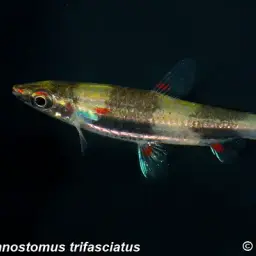 Three Stripe Pencilfish, photo 5