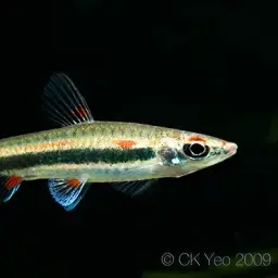 Three Stripe Pencilfish, photo 6
