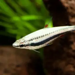 Three Stripe Pencilfish, photo 7