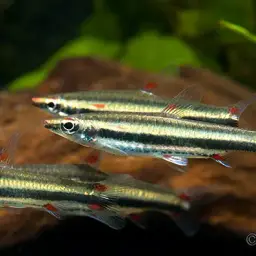 Three Stripe Pencilfish, photo 8