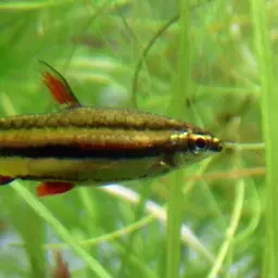 Three Stripe Pencilfish, photo 9