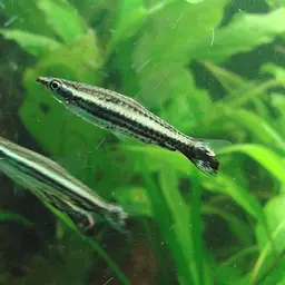 One-lined Pencilfish, photo 1