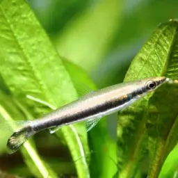 One-lined Pencilfish, photo 2