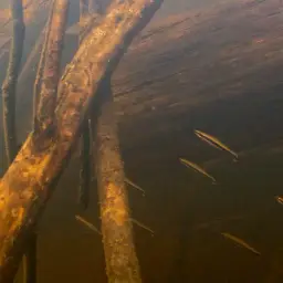 One-lined Pencilfish, photo 3
