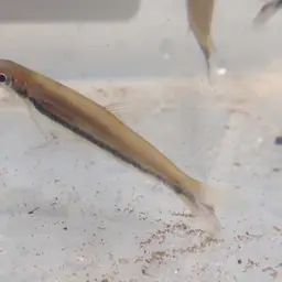 One-lined Pencilfish, photo 4