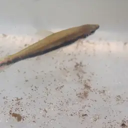 One-lined Pencilfish, photo 5