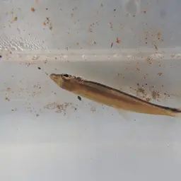 One-lined Pencilfish, photo 6