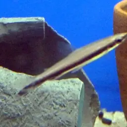 One-lined Pencilfish, photo 7