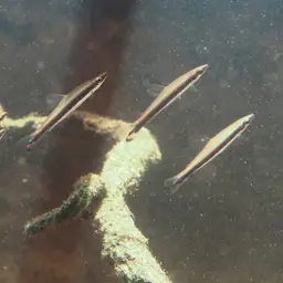 One-lined Pencilfish, photo 8