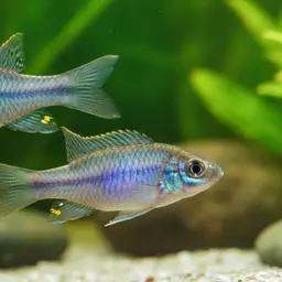 Blue Cichlid