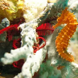 Narrow-bellied Seahorse, photo 1