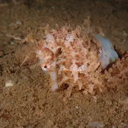 Narrow-bellied Seahorse, photo 2