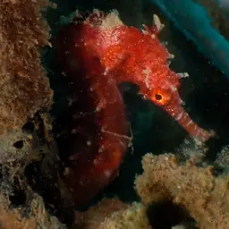 Narrow-bellied Seahorse, photo 3
