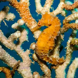 Narrow-bellied Seahorse, photo 4