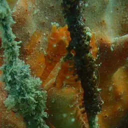 Narrow-bellied Seahorse, photo 5