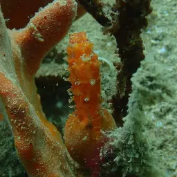 Narrow-bellied Seahorse, photo 6