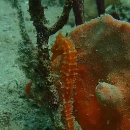 Narrow-bellied Seahorse, photo 7