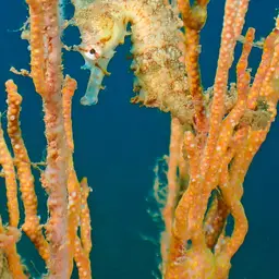 Narrow-bellied Seahorse, photo 8
