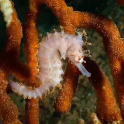 Narrow-bellied Seahorse, photo 9