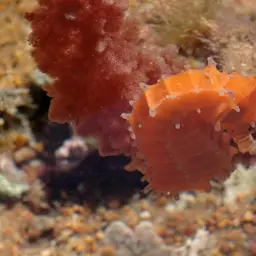 Narrow-bellied Seahorse, photo 10