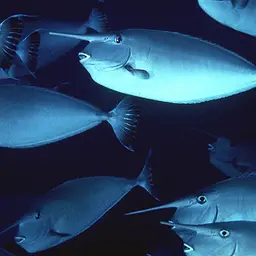 Banded Unicornfish