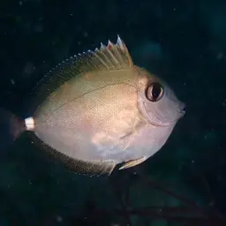 Banded Unicornfish, photo 2