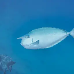Banded Unicornfish, photo 3