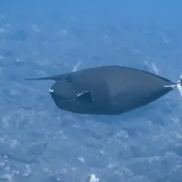 Banded Unicornfish, photo 4