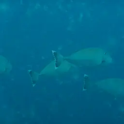 Banded Unicornfish, photo 5