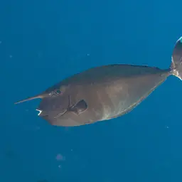 Banded Unicornfish, photo 6