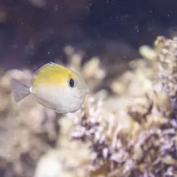 Banded Unicornfish, photo 7