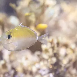 Banded Unicornfish, photo 8