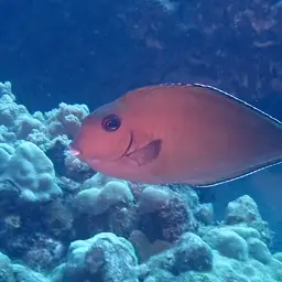 Banded Unicornfish, photo 9
