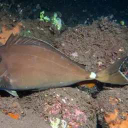 Banded Unicornfish, photo 10