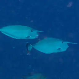 Banded Unicornfish, photo 11