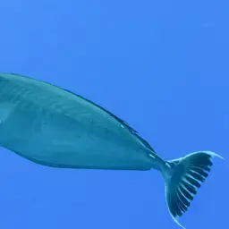 Banded Unicornfish, photo 12