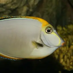 Orangespine Unicornfish