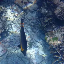 Orangespine Unicornfish, photo 2