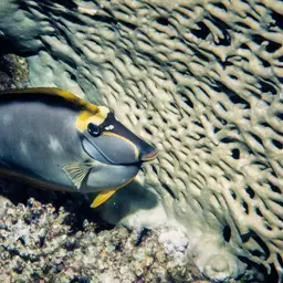 Orangespine Unicornfish, photo 3